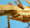 CollectionObject 1539167; UVCO 20713, 09e1cd6c-aa41-497d-bcc7-b3c8a8560e30: MUSENUV - 20713. male, genital ventro-lateral view. (CollectionObject).