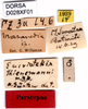 CollectionObject 1505145; a4b30ba0-fcaa-43c2-865f-ef24d6177f96, DORSA D028XF01: labels (paratype). (CollectionObject).