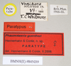 CollectionObject 1563684; 78ad9da3-1f62-4002-9661-90faa8305f48: copyright Natural History Museum, London. female, data labels (paratype). (CollectionObject).