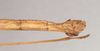 CollectionObject 1559776; a9816998-9d6f-433a-9811-dc1e868777d9, NHMUK(SF IMPORT DUPLICATE) 844660: copyright Natural History Museum, London. female: end of abdomen, dorsal view (holotype). (CollectionObject).