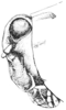 Neotettix femoratus (Scudder, 1869): fig. 91. male, head, lateral view. (Otu).