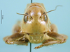 CollectionObject 1564684; 2c0e063b-7355-459d-b123-acd5523a268f: female, frontal view (allotype). (CollectionObject).