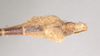 CollectionObject 1560629; 4f1e263e-c78a-4e70-8a15-e4ebcc5b90c0: copyright Natural History Museum, London. female: end of abdomen, dorsal view (paralectotype). (CollectionObject).;CollectionObject 1560630; 81cde4ba-3fde-4f61-9420-4172a1b4f9c5: copyright Natural History Museum, London. female: end of abdomen, dorsal view (paralectotype). (CollectionObject).