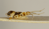 CollectionObject 1527126; 5e5f0ca5-18ee-44aa-ae99-f92d1dfb1f8d: female, lateral view (holotype). (CollectionObject).