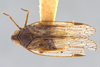 Habitus, dorsal view: (Observation).