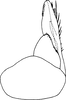 Subgenital plate: Subgenital plate. (Observation).