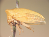 Sextius Stål, 1866: _Sextius virescens_. (Otu).