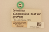 CollectionObject 2071159; d4a0fe92-8f31-4174-a4dc-5c4437fb6ab1, NHMUK015982171: labels (syntype). (CollectionObject).