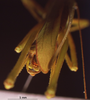 CollectionObject 1520524; 74bd7135-9976-461b-a508-cb354ff7dffa: male, abdominal apex. (CollectionObject).