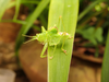 Aerotegmina shengenae Hemp, 2006: nymph (Tanzania, South Pare, Mwala Hill, November 2017). (Otu).