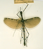CollectionObject 1561983; e88049a1-bc44-4dc9-b104-6d804b2d26a6: copyright RMNH, Leiden. male (holotype). (CollectionObject).