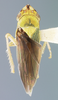 Habitus, dorsal view: !! display not done !! on Draeculacephala tucumanensis Dietrich, 1994: Holotype. (Observation).
