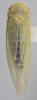 Habitus, dorsal view: !! display not done !! on Balclutha abdominalis (Van Duzee, 1892): Dorsal Ligher color variation. (Observation).