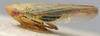 Habitus, lateral view: !! display not done !! on Rhopalopyx Ribaut, 1939: Rhopalopyx vitripennis, lateral habitus (NMNH). (Observation).