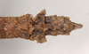 CollectionObject 1559196; 04b1808d-323a-4a0e-8c96-cdfdb5a7d908: copyright Natural History Museum, London. female: end of abdomen, dorsal view (paralectotype). (CollectionObject).