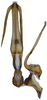 Aedeagus, ventral view on Andanus raunoi (Zanol, 1993): (Observation).