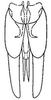 Subgenital plate: !! display not done !! on Scaphoideus (Scaphoideus) cinerosus Osborn, 1900: genital capsule, ventrally. (Observation).