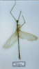 CollectionObject 1563029; 30ffef4a-57bc-4ab1-a895-146398f89664: copyright MNHN, Paris. male of synonym Bacteria clavigera (paralectotype). (CollectionObject).