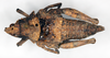 CollectionObject 1535526; 0c2dc6bc-3d9b-472b-91b2-77e8d0401f99: female, dorsal view (holotype). (CollectionObject).