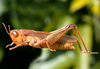 Leiotettix politus Rehn, 1913: female. (Otu).