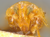 Head on Omolicna cubana (Myers, 1926): (Observation).