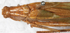 CollectionObject 1532219; NMW 18306, 049aa658-2428-497c-9358-395abb455ec7: male, dorsal view (syntype). (CollectionObject).