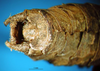 CollectionObject 1500392; 5dac48c4-6049-4ff4-9fbc-43d3a72e5cba, DORSA BTpolineS01: male cerci (syntype). (CollectionObject).
