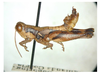 Melanoplus sebringi Otte, 2012: male. (Otu).