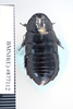CollectionObject 1573497; de06c27d-8d64-4a0c-bb84-354abc7cc609: Copyright NHM, London. dorsal view, non-type. (CollectionObject).