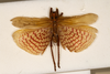 CollectionObject 1531246; 53b99b5d-9e49-4f6c-a427-336f8b1fb756: male, dorsal view (holotype). (CollectionObject).