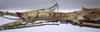 CollectionObject 1557414; 3d8abd3b-1899-4d21-bd21-afa4fcb0ad32: copyright MRAC, Tervuren. female: head & thorax, lateral view (syntype). (CollectionObject).