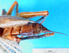 CollectionObject 1500144; 9e97be46-c53d-4377-bfe8-0af0198af28d, MfN 3081: female, abdomen tip (holotype). (CollectionObject).