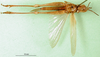 CollectionObject 1502891; d555474e-bf2d-4fb7-a723-22ef7e80e6ea: female, ventral view (paratype of Faureia rosea). (CollectionObject).