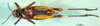 CollectionObject 1501160; 014955bc-6c94-4eeb-8b02-ebaf5b188781: female, ventral view (syntype). (CollectionObject).