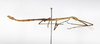 CollectionObject 1561480; 75e3de03-9f05-4be1-b4c7-e8a173e8faf7: copyright MHNG Geneva. male, lateral view (syntype). (CollectionObject).