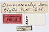 CollectionObject 1514288; 98fc15ee-b564-455b-bc95-1c37ae30eadd, MLP3385/1: labels (paratype). (CollectionObject).