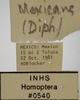 Other on Athysanella (Diphipyga) mexicana Johnson, 1979: Labels - Male. (Observation).