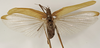 CollectionObject 1529742; a22641c3-3f9a-42f4-a003-9a1002a6bccd: female, dorsal view (syntype). (CollectionObject).