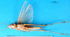 CollectionObject 1500276; b69ed655-7cc0-44f5-85d4-f7121f87b6e3: female, ventral view (syntype of Syrbula leucocerca). (CollectionObject).