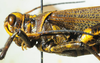 CollectionObject 1498717; edb04878-4f47-4554-bfd9-eb02bc90a307: male head and pronotum, lateral view. (CollectionObject).
