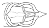 Aleuas lineatus Stål, 1878: Fig. 25A. male abdomen tip, dorsal view. (Otu).
