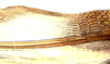 Ovipositor: Adama sp., 1st valvula dorsal sculpturing (INHS). (Observation).