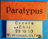 CollectionObject 1572851; 058a0c92-2d34-4526-8eff-50be9f93296f: labels (paratype). (CollectionObject).