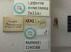 CollectionObject 1596616; 8de9bc16-8637-4c5b-a4d0-cb8432cb8556: Lygaeus concinnus. Syntype. (BMNH) - (CC BY-NC 4.0) Photo by Stuart Cole, reproduced with permission from the Natural History Museum, London, UK. (CollectionObject).