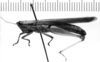 CollectionObject 1521534; 4a56a2de-6ce4-43b1-ad5b-fb2ea64816e9: Image Carbonell, C.S. female, lateral view (lectoallotype of Cornops insularis). (CollectionObject).