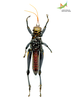 CollectionObject 1849149; Unioeste Cascavel K-101C, 0ba4075c-16bf-43f2-bc70-704ef99f92ee: Male. Ventral view. (CollectionObject).