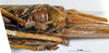 CollectionObject 1516493; NNM 3224744, 69228fb8-555f-4212-9e8b-0866a516ef1b: female subgenital plate. (CollectionObject).
