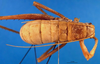 CollectionObject 1475558; 91736996-e969-4520-bb0c-fbc121df387d, DORSA BTphicorS03: female, dorsal view (syntype). (CollectionObject).