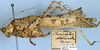 CollectionObject 1532090; c4e8c4e4-1d45-4a6c-9dbb-43662e57cb4a: male, lateral view (holotype). (CollectionObject).