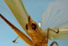 CollectionObject 1542906; DEES MZLQ-I0087', 4d547189-1379-4566-a1a3-a4f0260f52f1: male, apex of the abdomen ventro-posterior view (syntype). (CollectionObject).